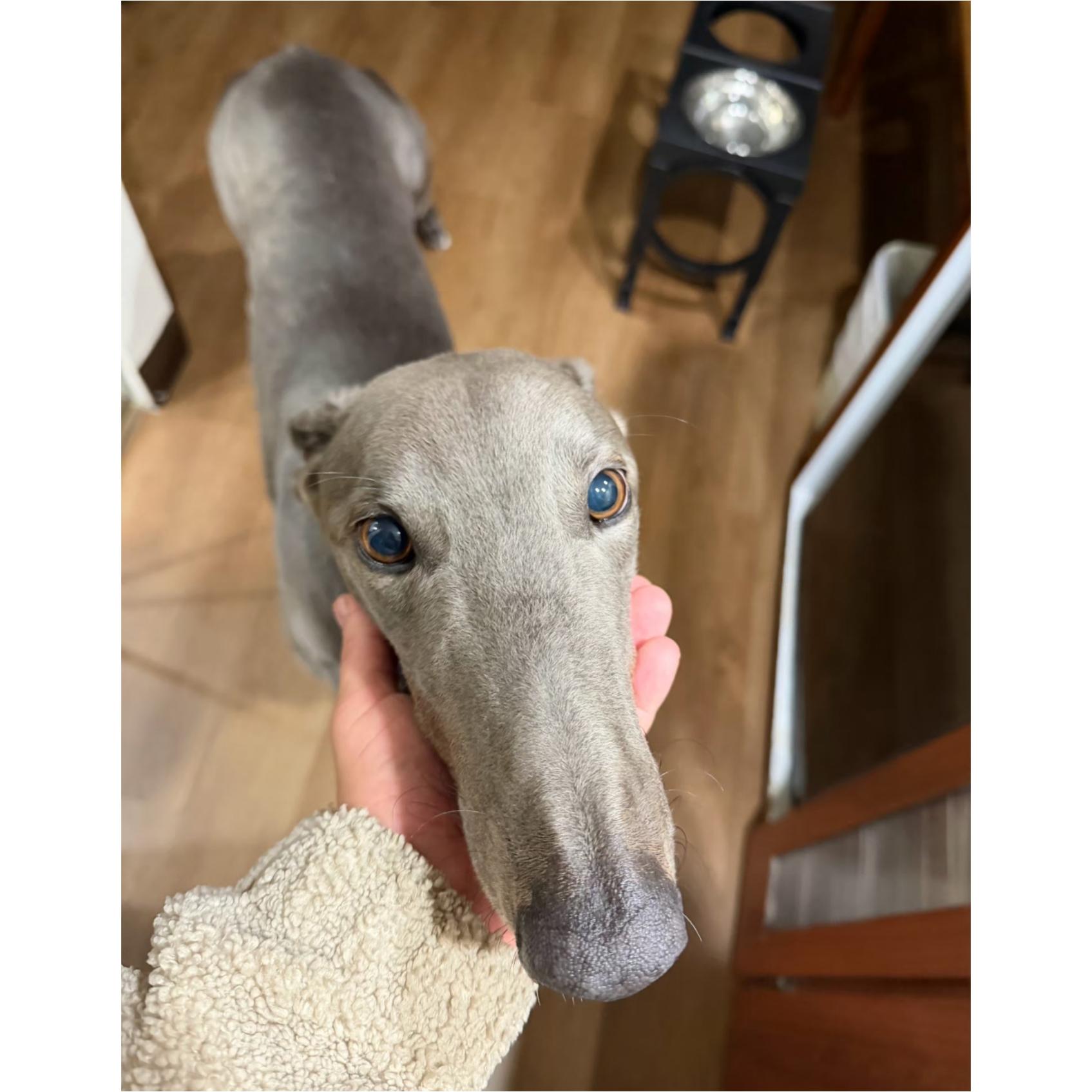 Hardaway Chicago (HOS), a ADOPTABLE Greyhound in Tarpon Springs, FL image 3/6