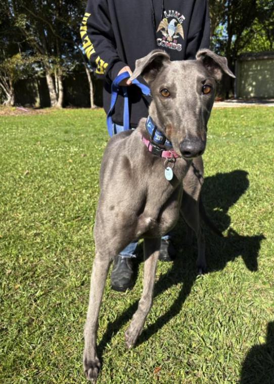 Hardaway Chicago (HOS), a ADOPTABLE Greyhound in Tarpon Springs, FL image 5/6