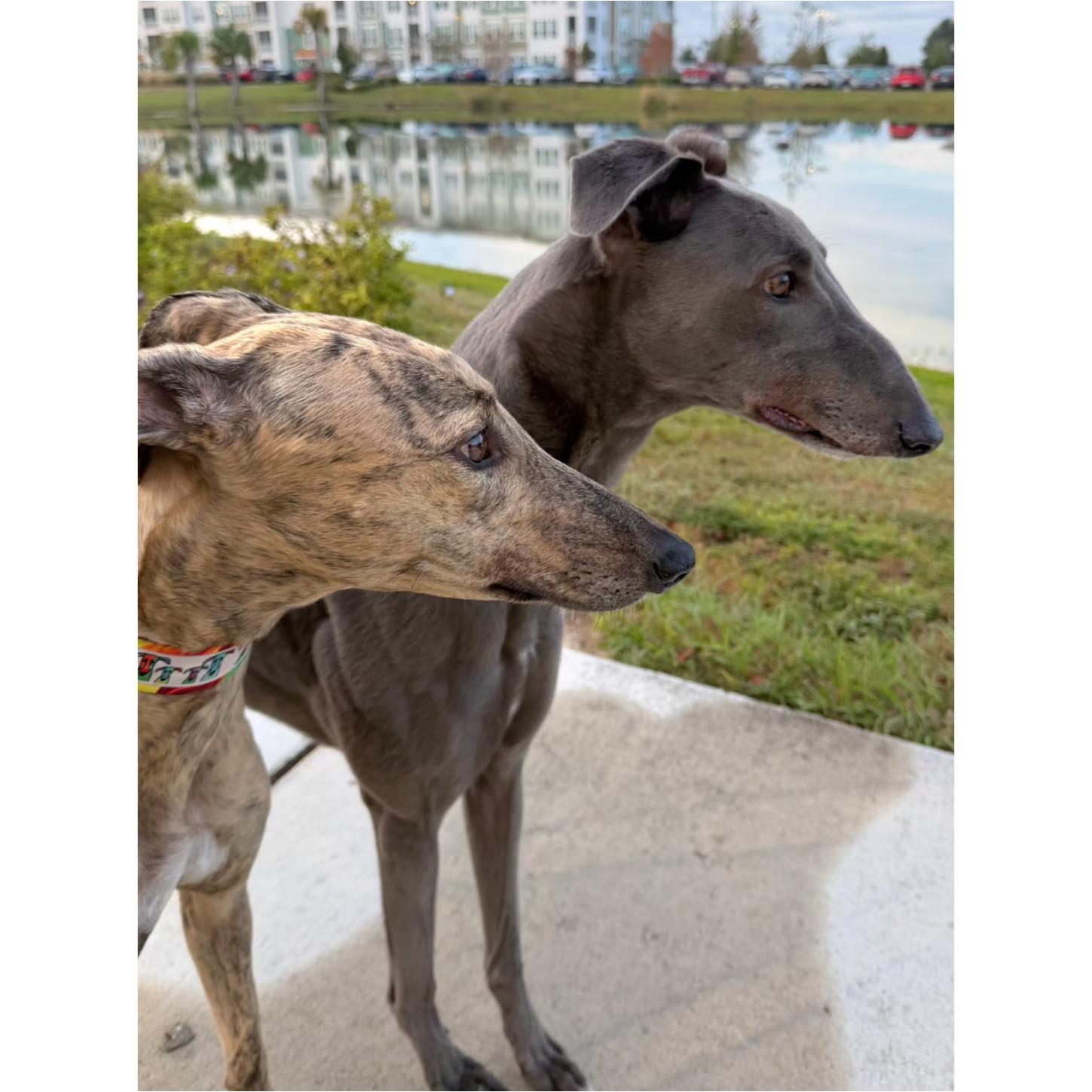 Hardaway Chicago (HOS), a ADOPTABLE Greyhound in Tarpon Springs, FL image 6/6