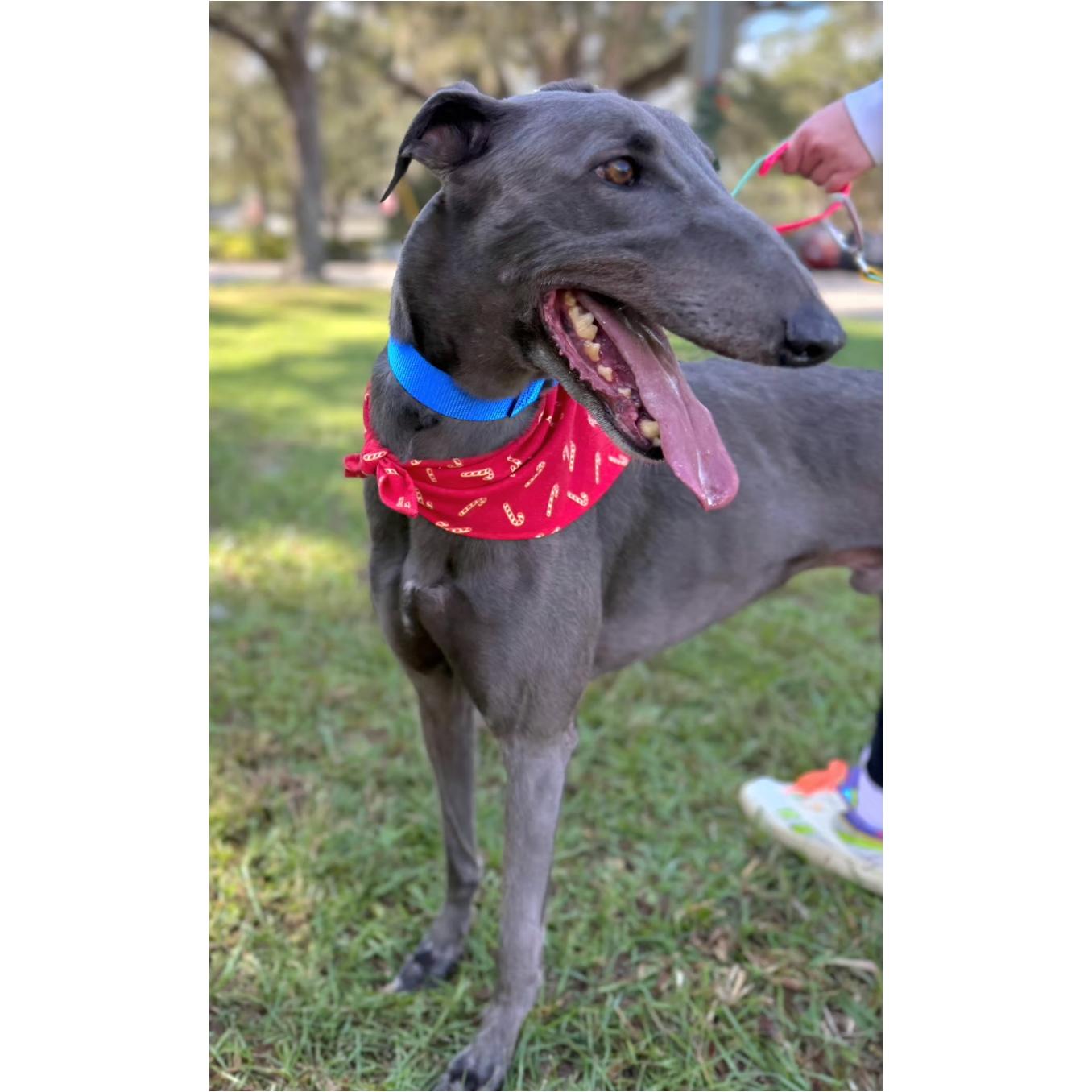 Hardaway Chicago (HOS), a ADOPTABLE Greyhound in Tarpon Springs, FL image 2/6