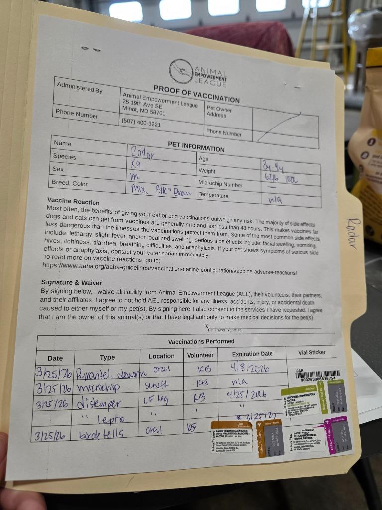 Radar 26-6736, a Adoptable mixed breed in Minot, ND image 1/4