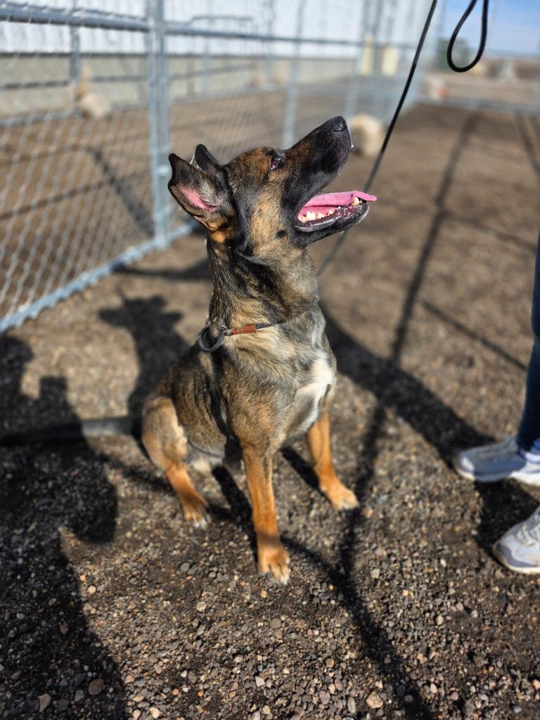 Radar 26-6736, a Adoptable mixed breed in Minot, ND image 2/4