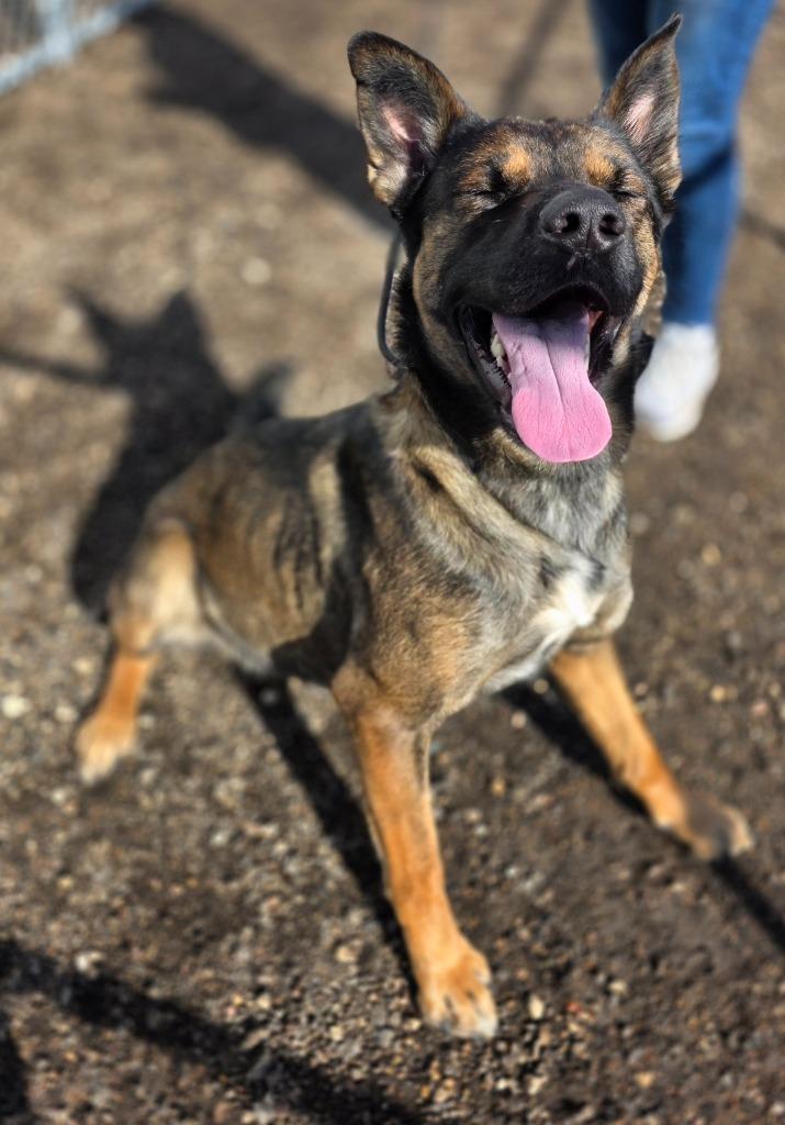 Radar 26-6736, a Adoptable mixed breed in Minot, ND image 4/4