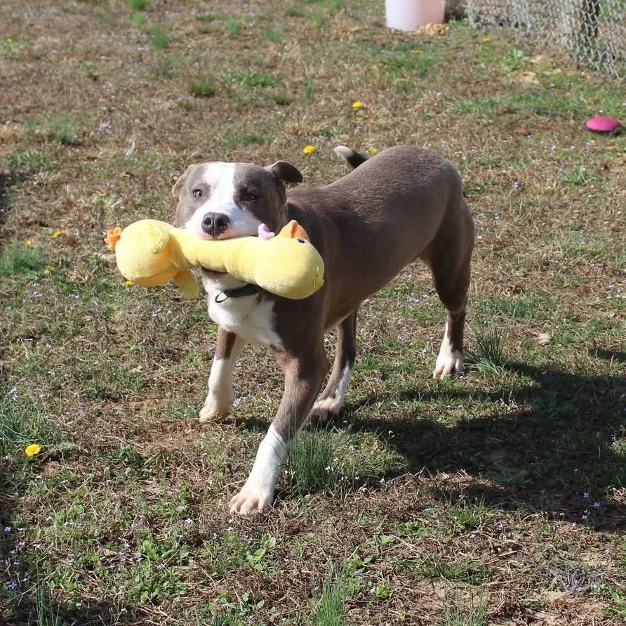 Rocket-Sponsored Adoption