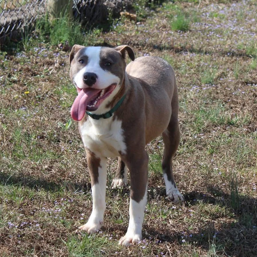 Rocket-Sponsored Adoption