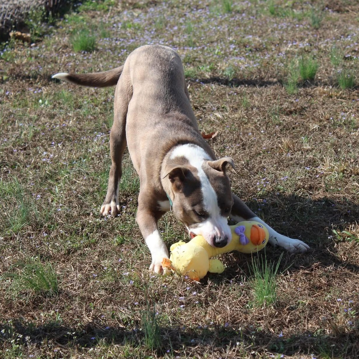 Rocket-Sponsored Adoption