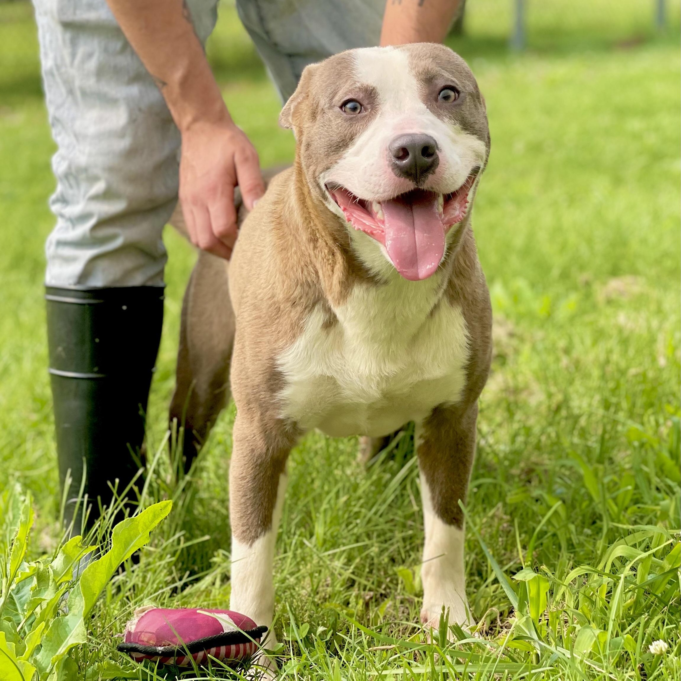 Rocket💙SPONSORED ADOPTION , Adoptable, Young Male Pit Bull Terrier.