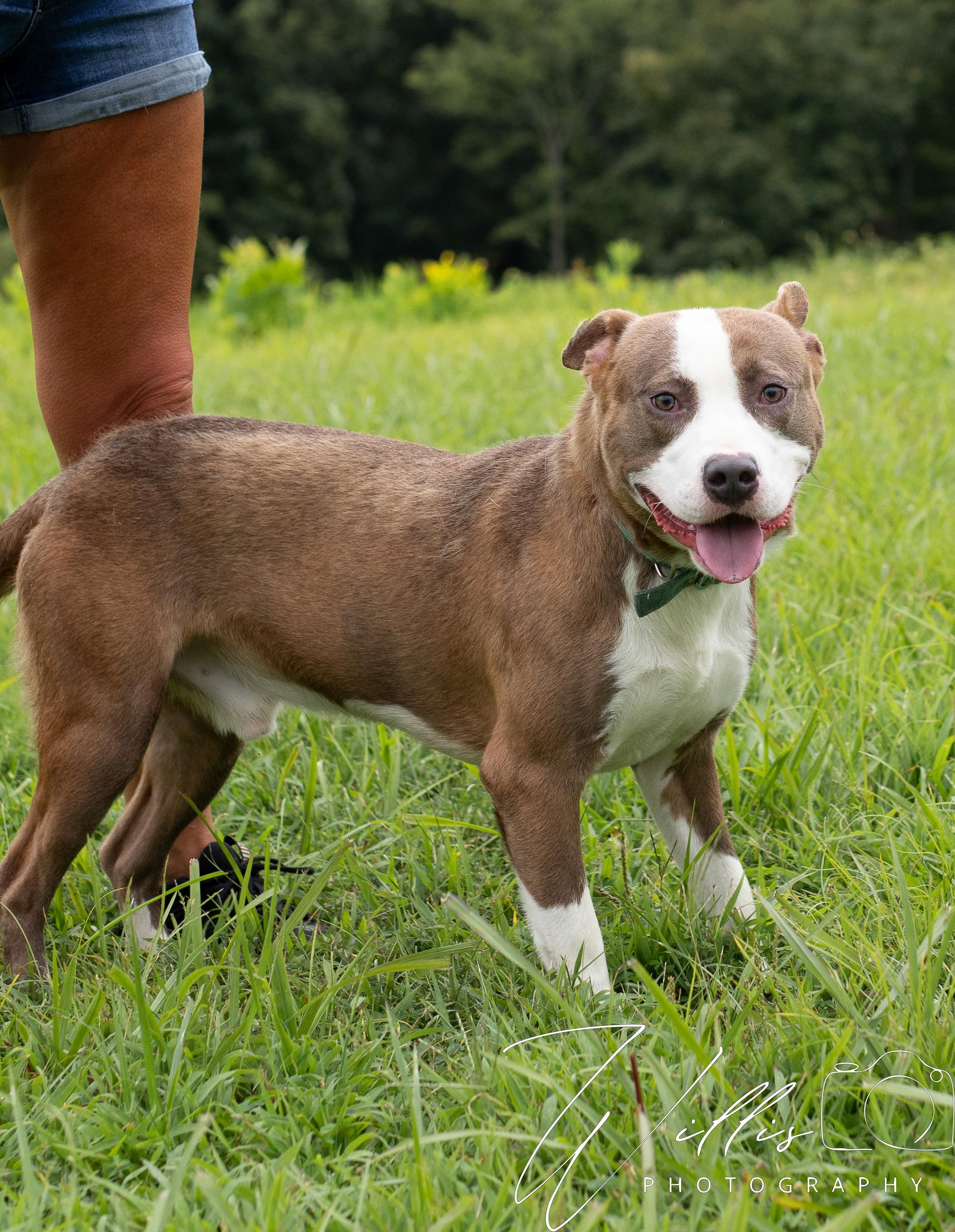 Rocket-Adoption Sponsored, Adoptable, Young Male Pit Bull Terrier.