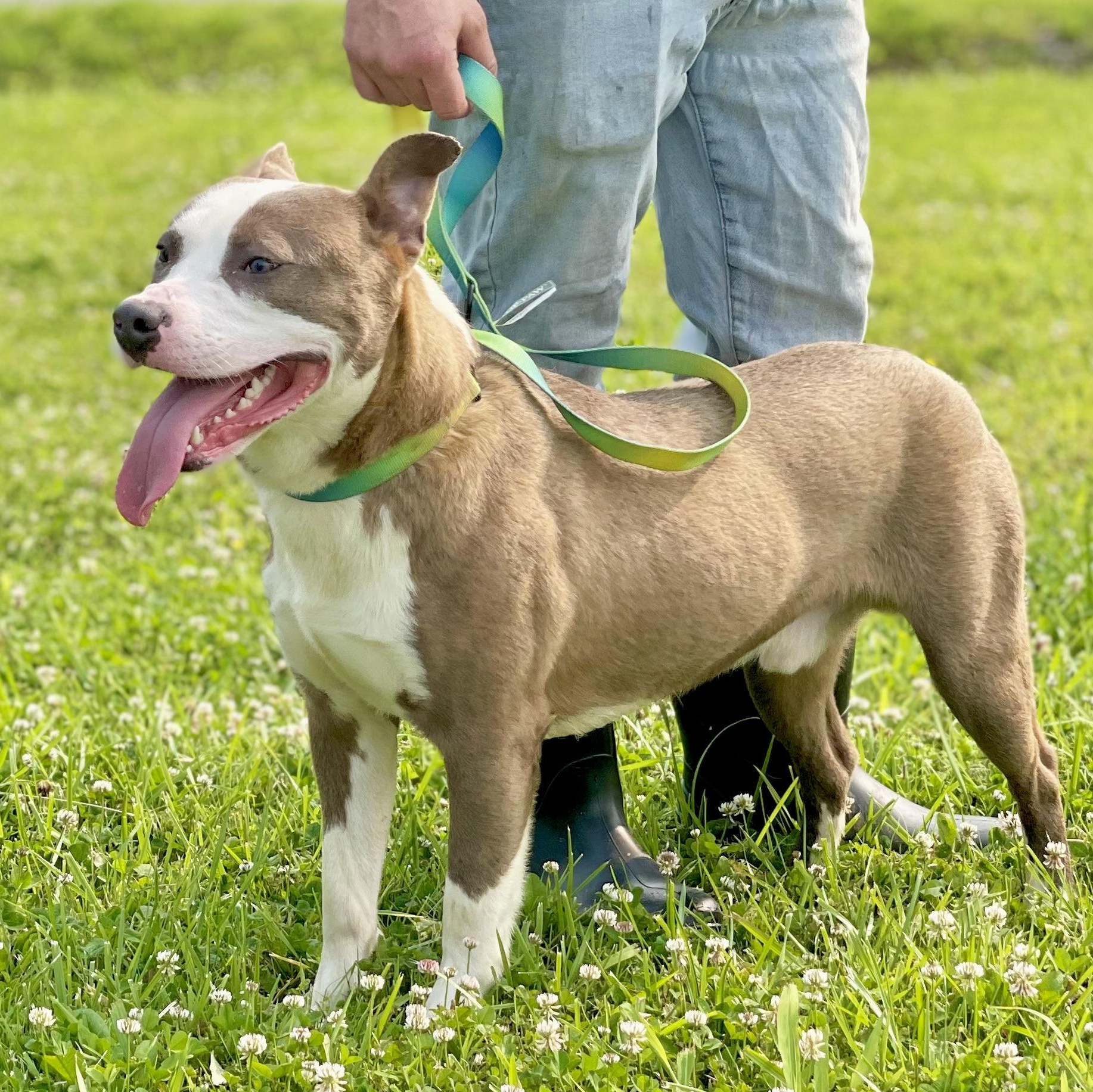 Rocket-Sponsored Adoption