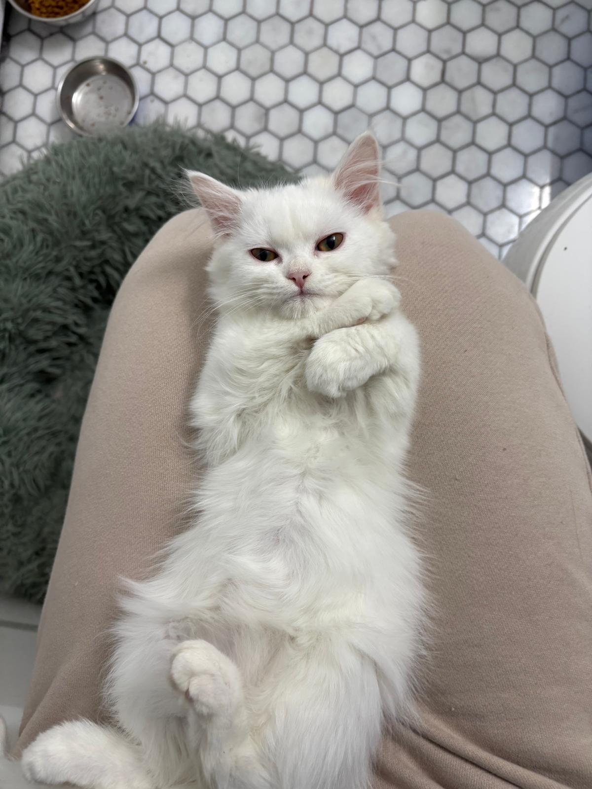 Anna , an adopted mixed breed in Cambridge, ON image 4/5