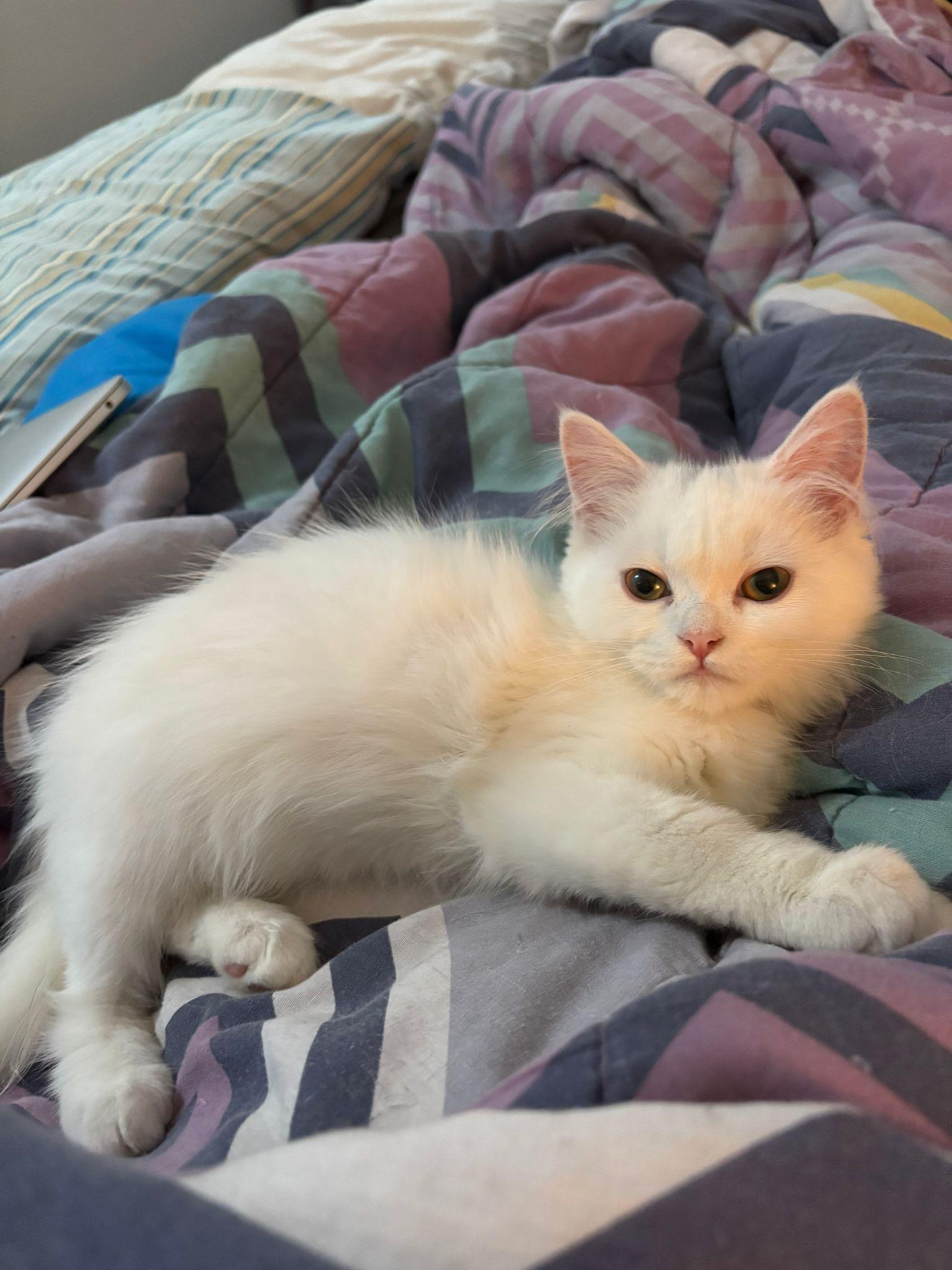 Anna , an adopted mixed breed in Cambridge, ON image 5/5