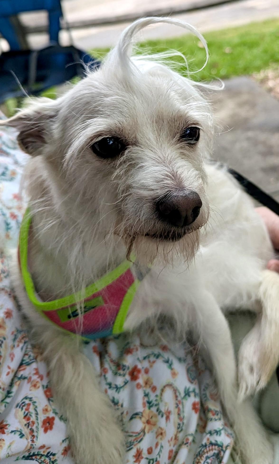 Zeke, Adoptable, Adult Male Chinese Crested Dog & Chihuahua.