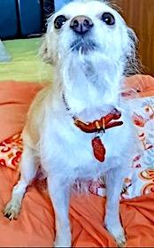 Zeke, Adoptable, Adult Male Chinese Crested Dog & Chihuahua.