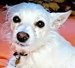 Zeke, a Adoptable mixed breed in Mount Airy, NC image 2/3