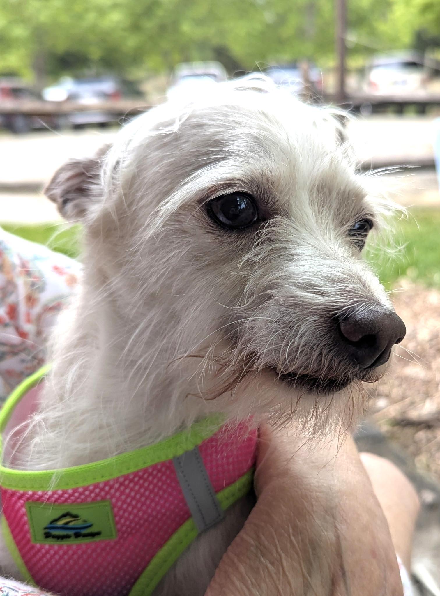 Enlarge Zeke, a Adoptable mixed breed in Mount Airy, NC image 2/5