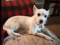 Zeke, a Adoptable mixed breed in Mount Airy, NC image 3/3