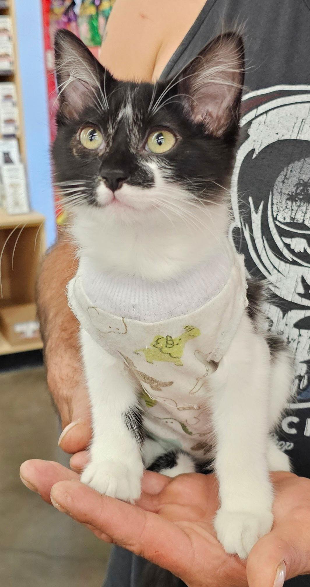 Mary Poppins, Adopted, Kitten Female Domestic Long Hair.