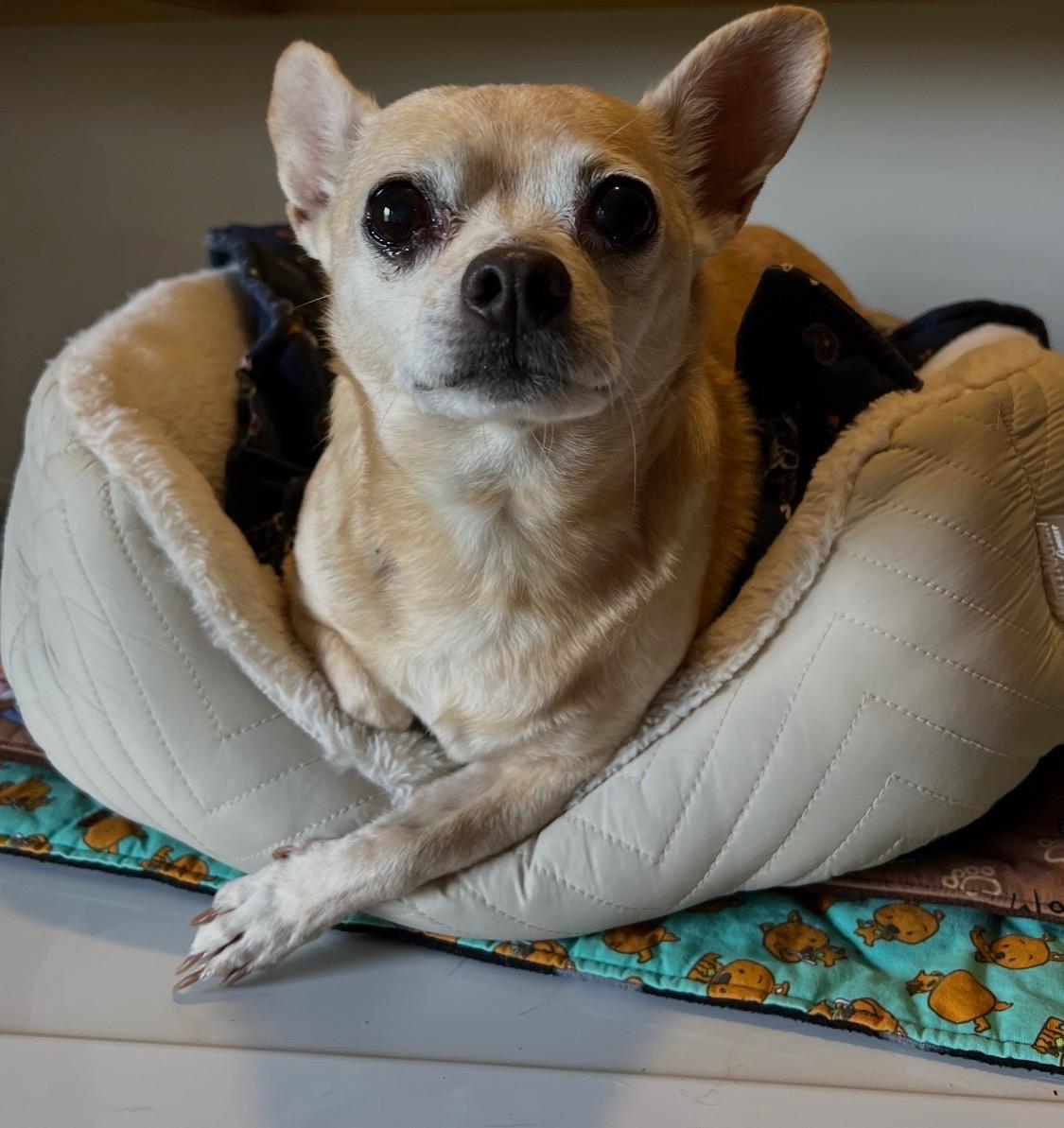 Enlarge Taco, an adopted Chihuahua in Armada, MI image 1/2