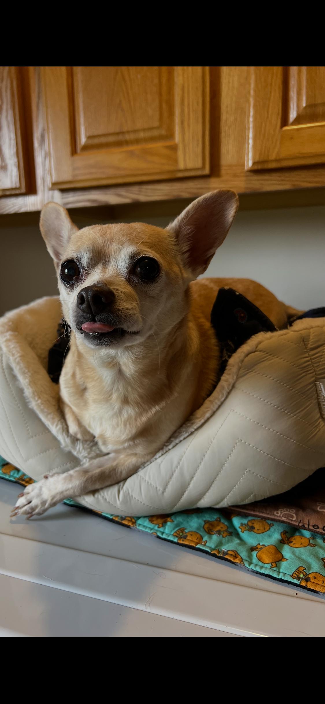 Enlarge Taco, an adopted Chihuahua in Armada, MI image 2/2