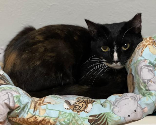 Enlarge Pretzel, a Adoptable mixed breed in Salem, OH image 1/2