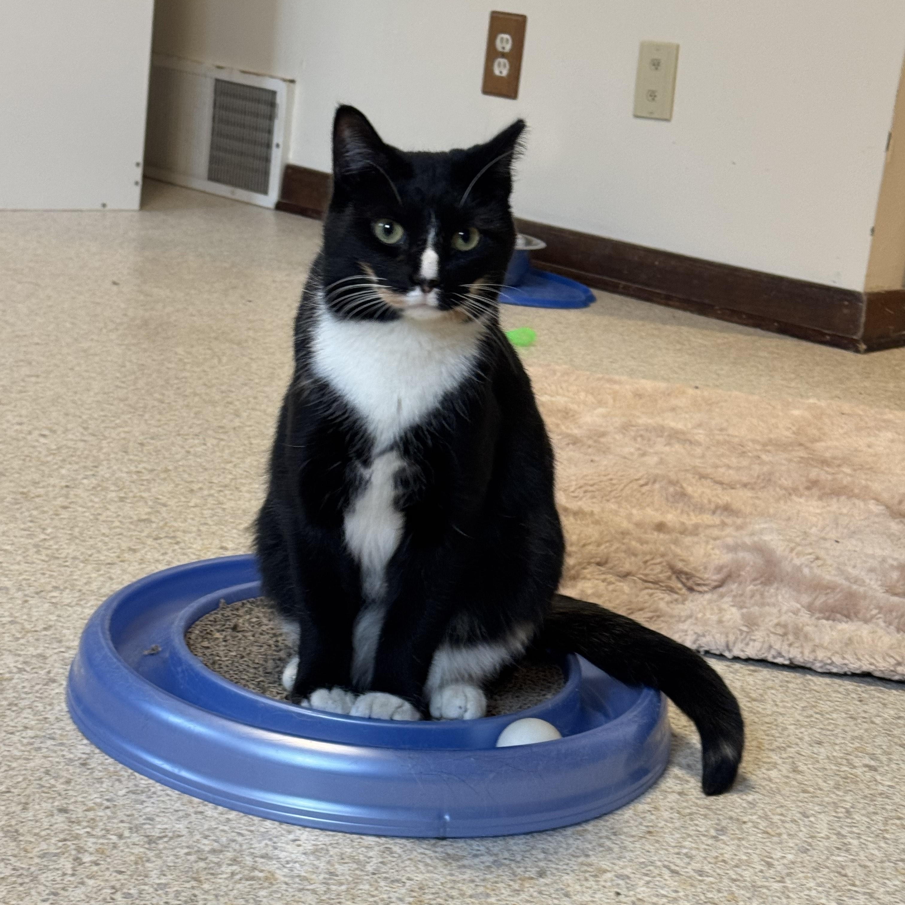 Enlarge Pretzel, a Adoptable mixed breed in Salem, OH image 1/3