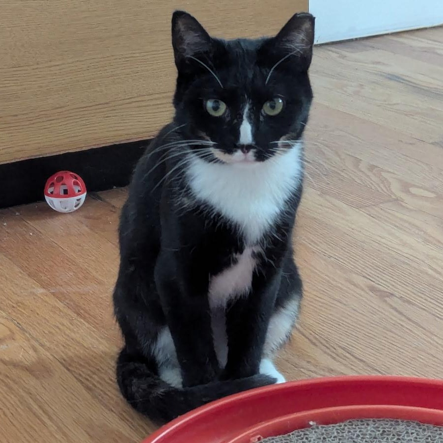 Enlarge Pretzel, a Adoptable mixed breed in Salem, OH image 2/2