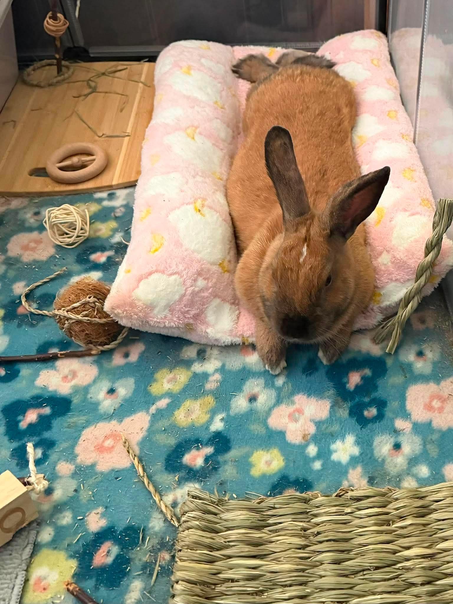 Earth, a ADOPTABLE Cinnamon in San Antonio, TX image 4/4