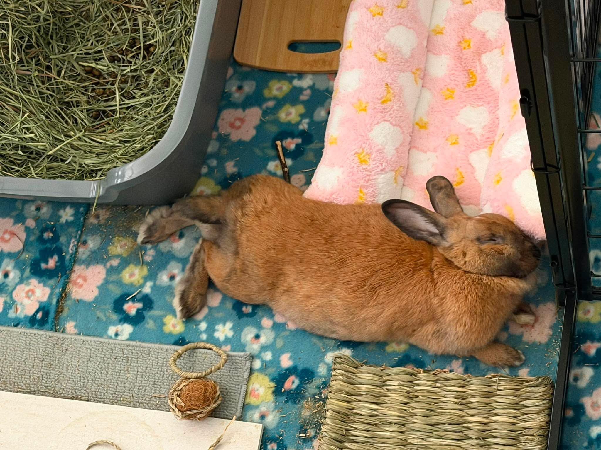 Earth, a ADOPTABLE Cinnamon in San Antonio, TX image 2/4