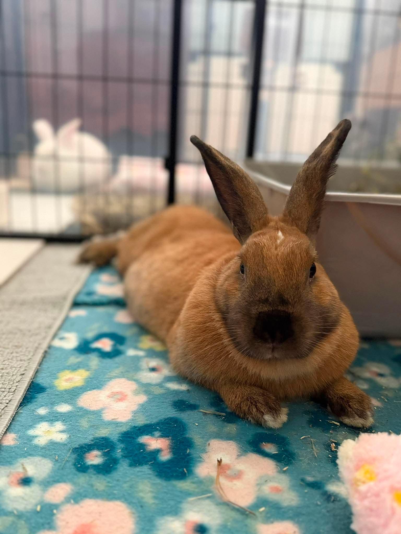 Earth, a ADOPTABLE Cinnamon in San Antonio, TX image 1/4