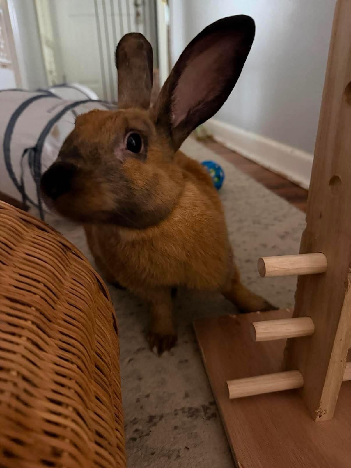 Earth, a ADOPTABLE Cinnamon in San Antonio, TX image 3/4