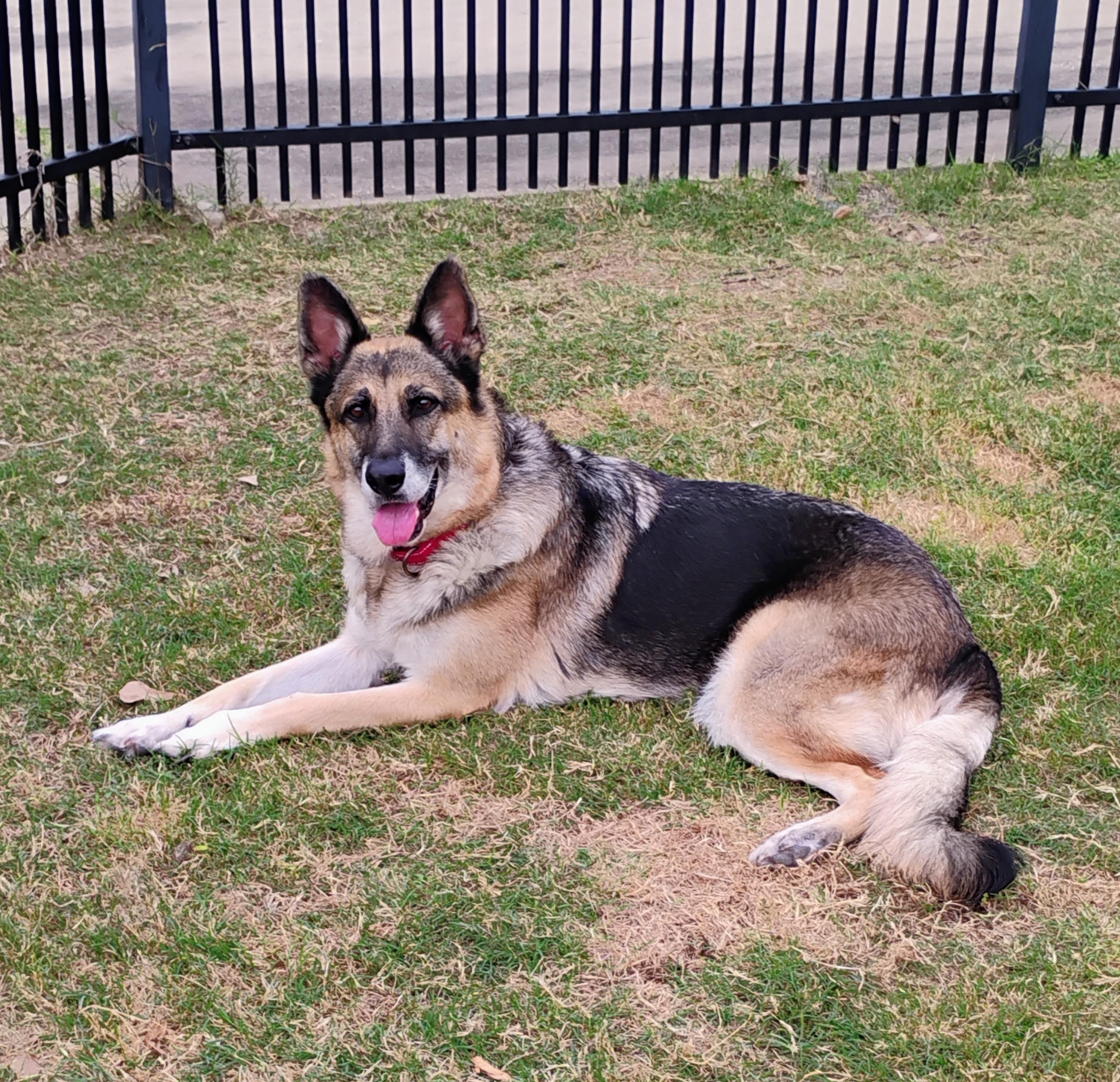 Enlarge Loveable Rylee, a Adoptable mixed breed in Garden City, KS image 1/6