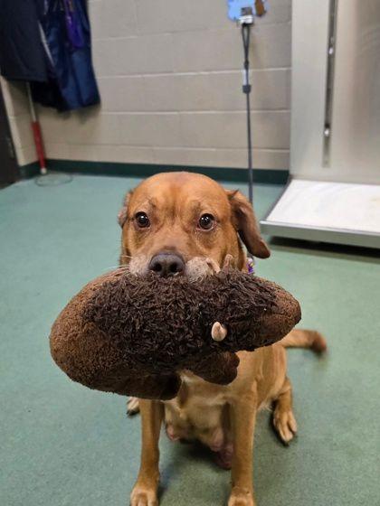 Enlarge Ponyo, a Adoptable mixed breed in Williamsport, PA image 2/2