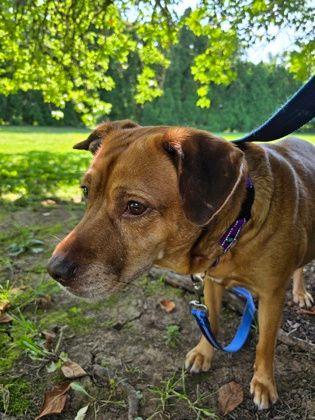 Ponyo, Adoptable, Adult Female Golden Retriever.