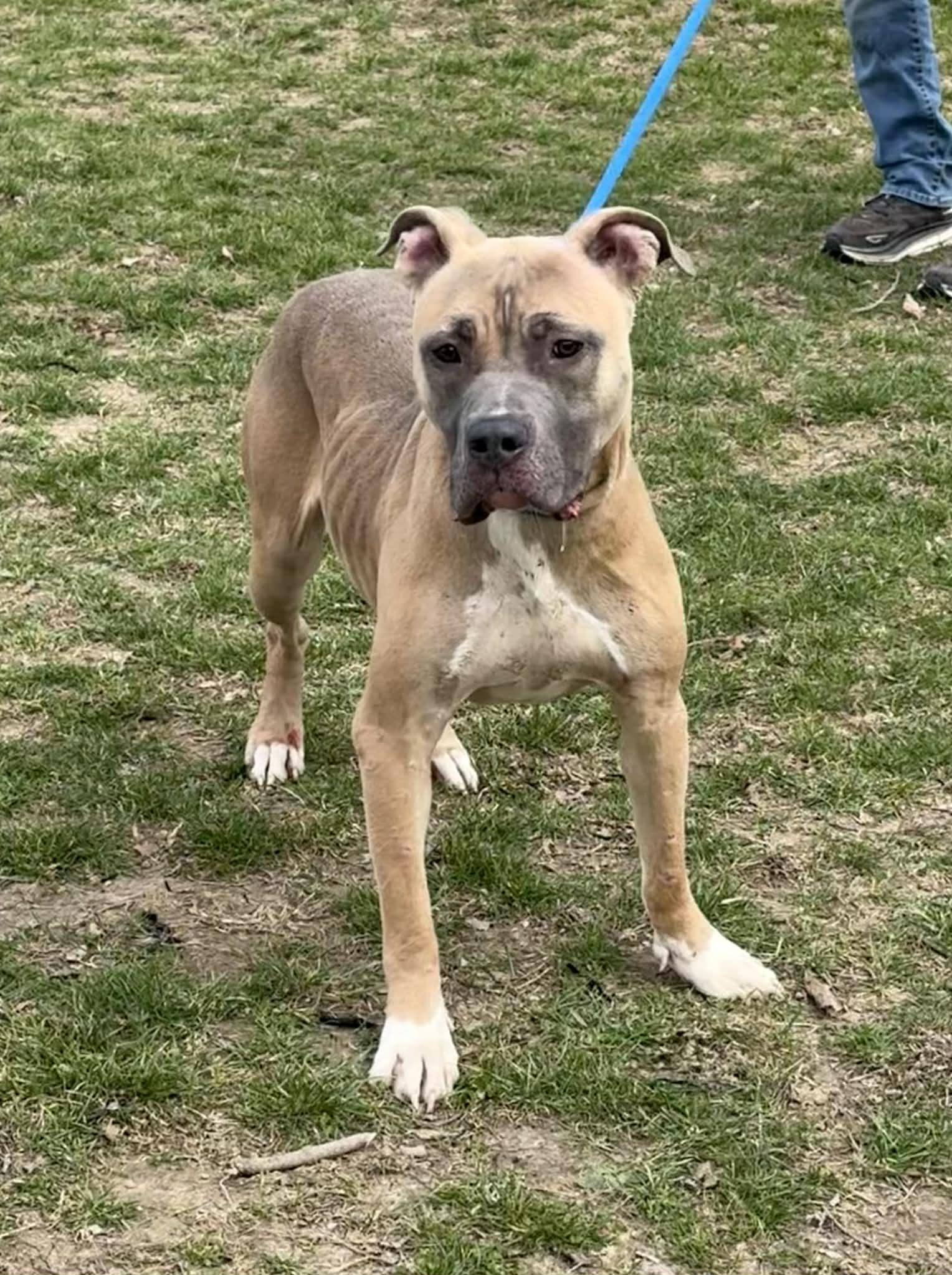 Gracie Lou, ADOPTABLE, Young Female Pit Bull Terrier.