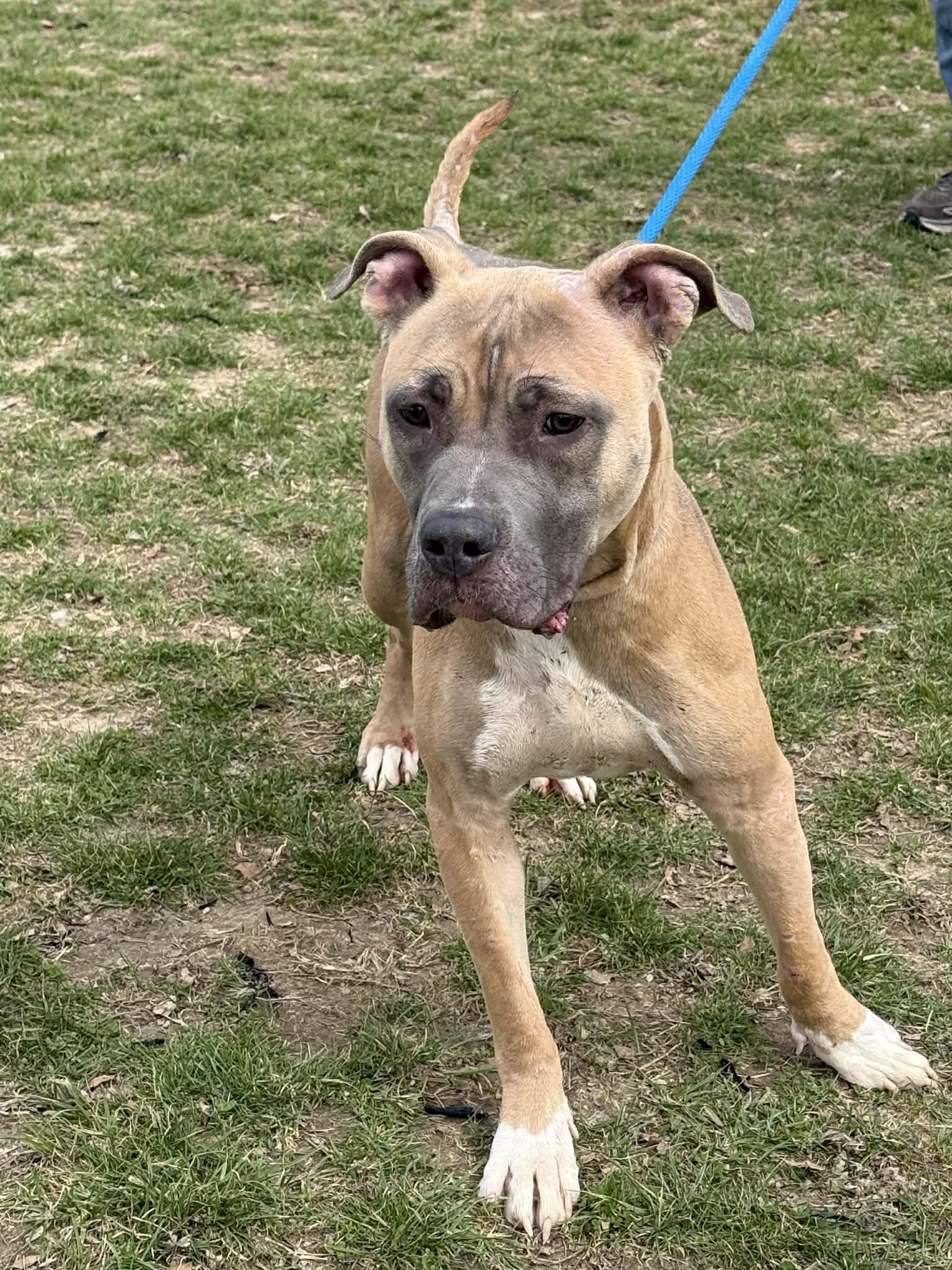 Enlarge Gracie Lou, a ADOPTABLE mixed breed in Springfield, IL image 3/3