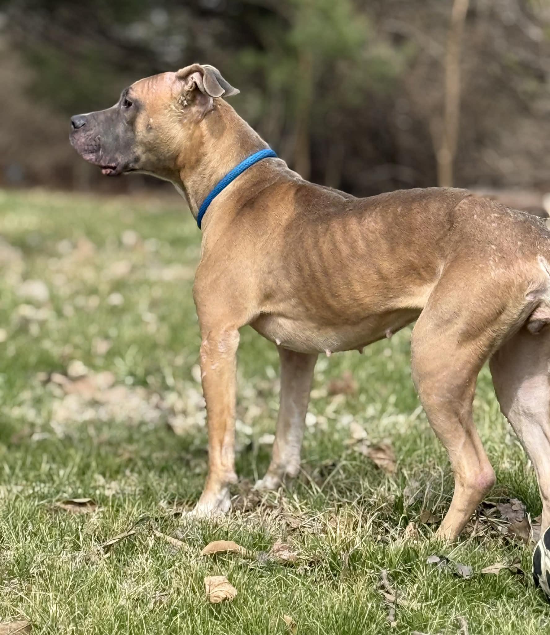 Enlarge Gracie Lou, a ADOPTABLE mixed breed in Springfield, IL image 2/3