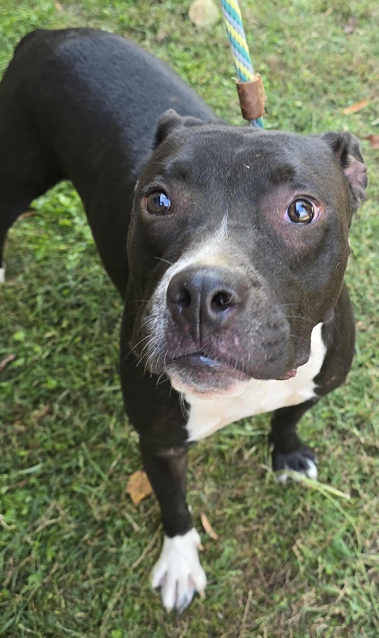 Tux, a Adoptable mixed breed in Newport, TN image 1/5