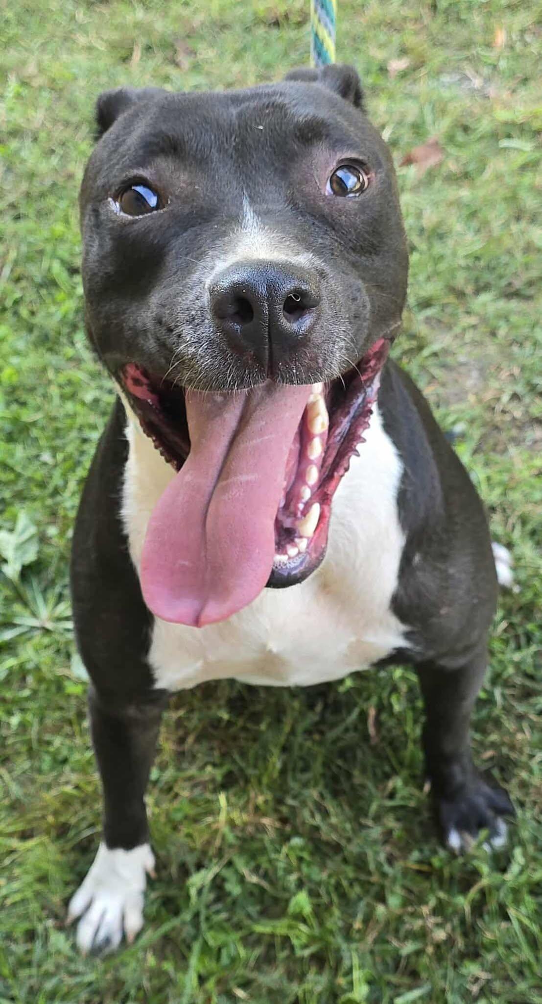Tux, a Adoptable mixed breed in Newport, TN image 2/5