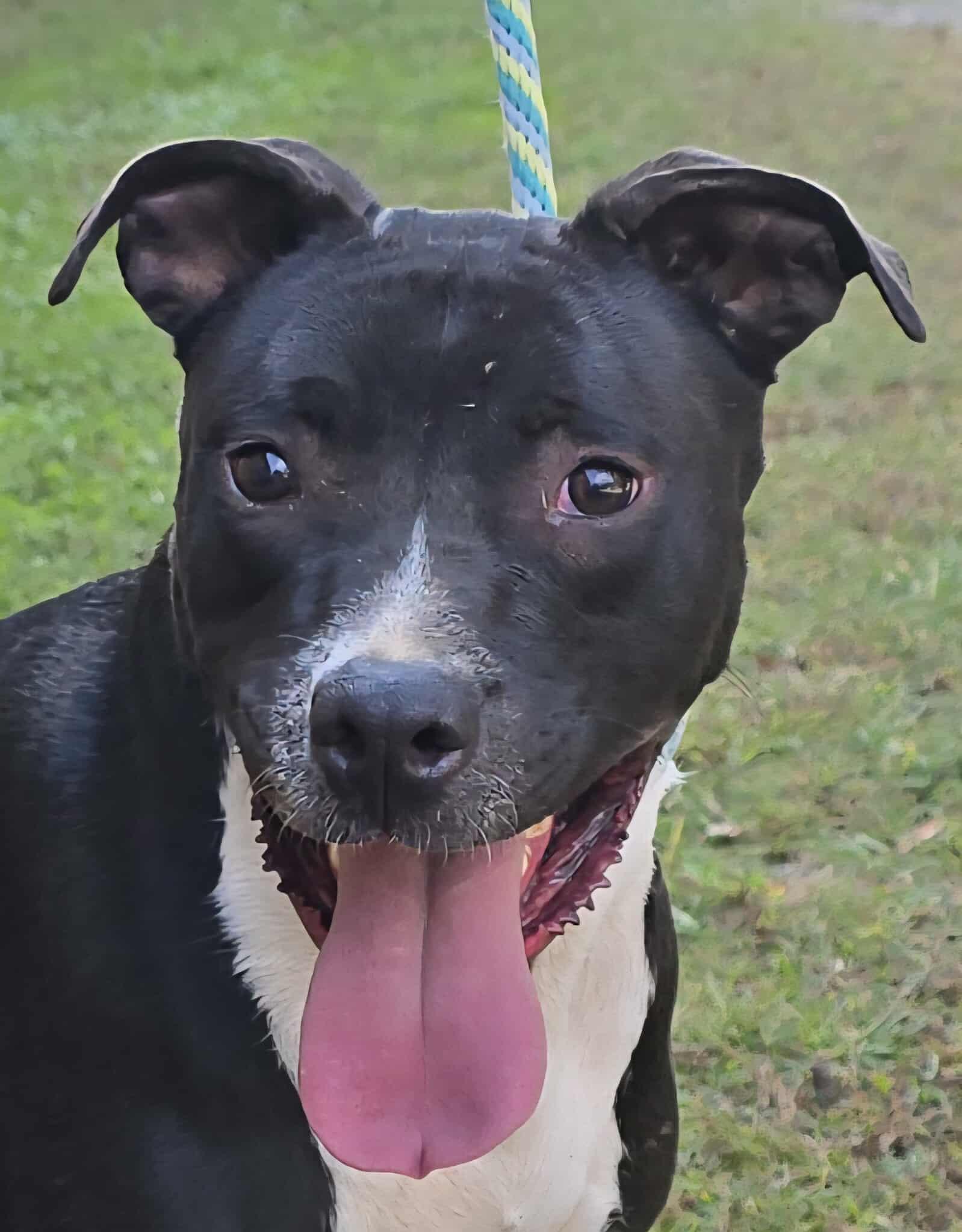Tux, a Adoptable mixed breed in Newport, TN image 3/5