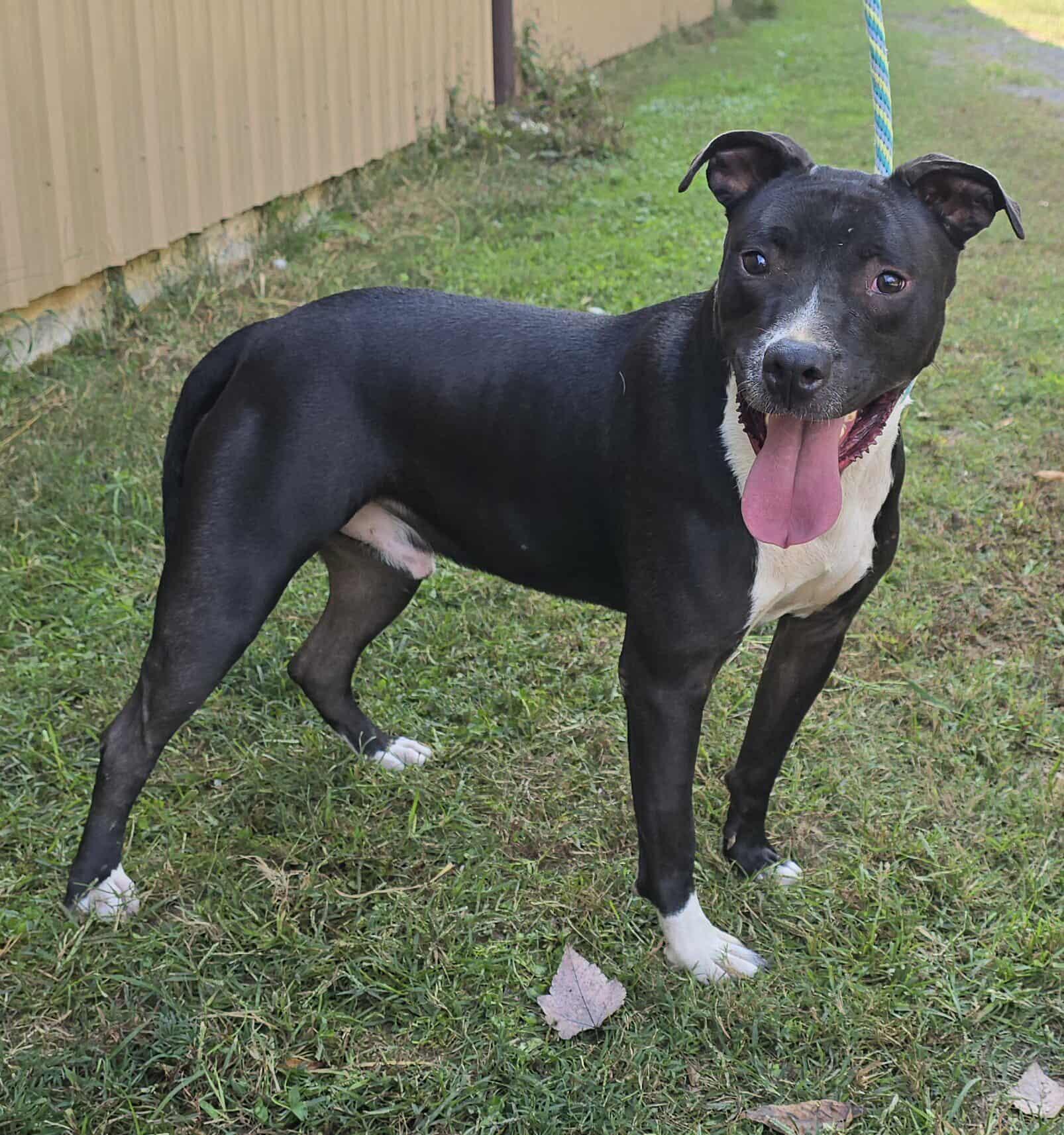 Tux, a Adoptable mixed breed in Newport, TN image 4/5