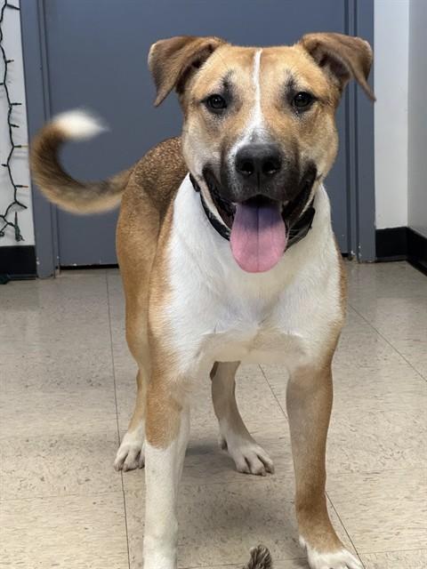 EPHRAIM, Adoptable, Young Male Labrador Retriever & Catahoula Leopard Dog.