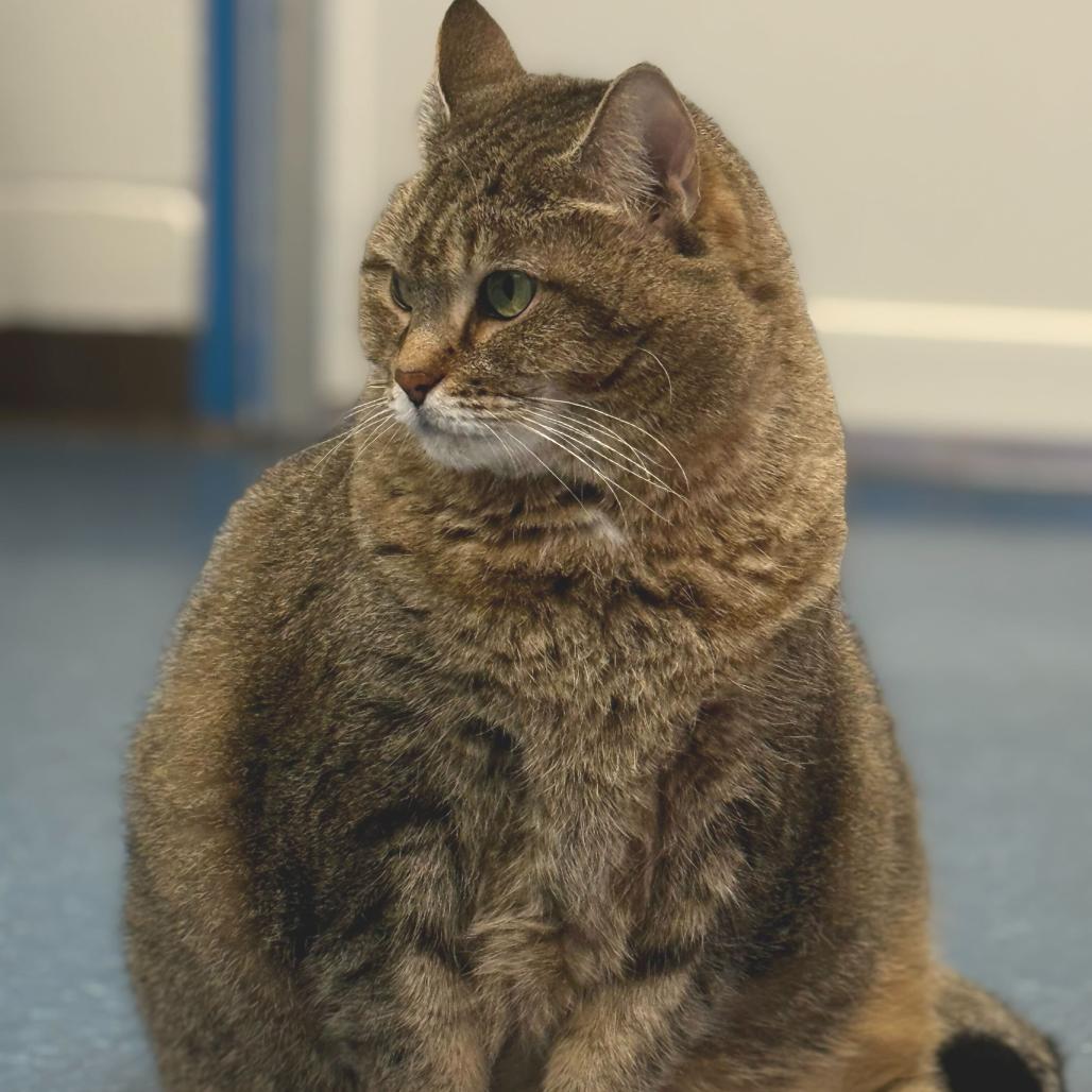 Bandit, Adoptable, Senior Female Domestic Short Hair.