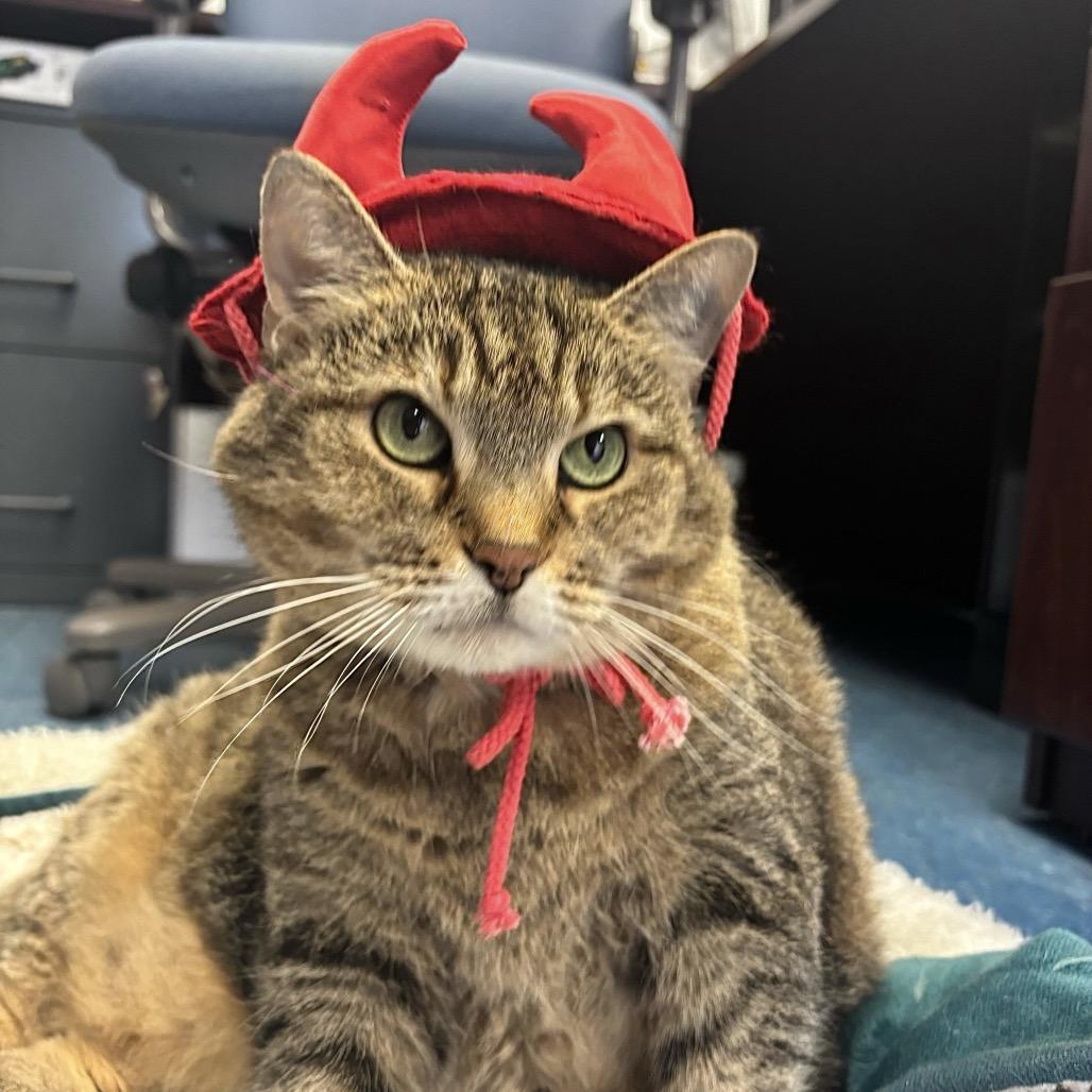 Bandit, Adoptable, Senior Female Domestic Short Hair.