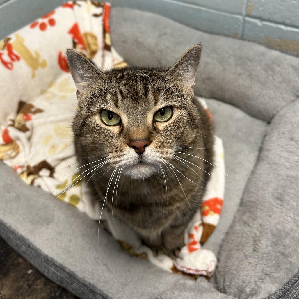 Enlarge Bandit, a Adoptable Domestic Short Hair in Huntsville, AL image 3/6