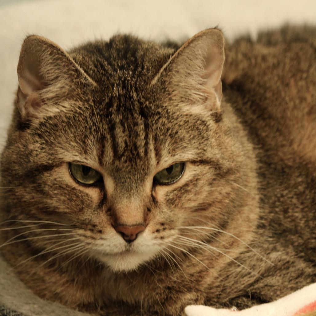 Enlarge Bandit, a Adoptable Domestic Short Hair in Huntsville, AL image 4/6