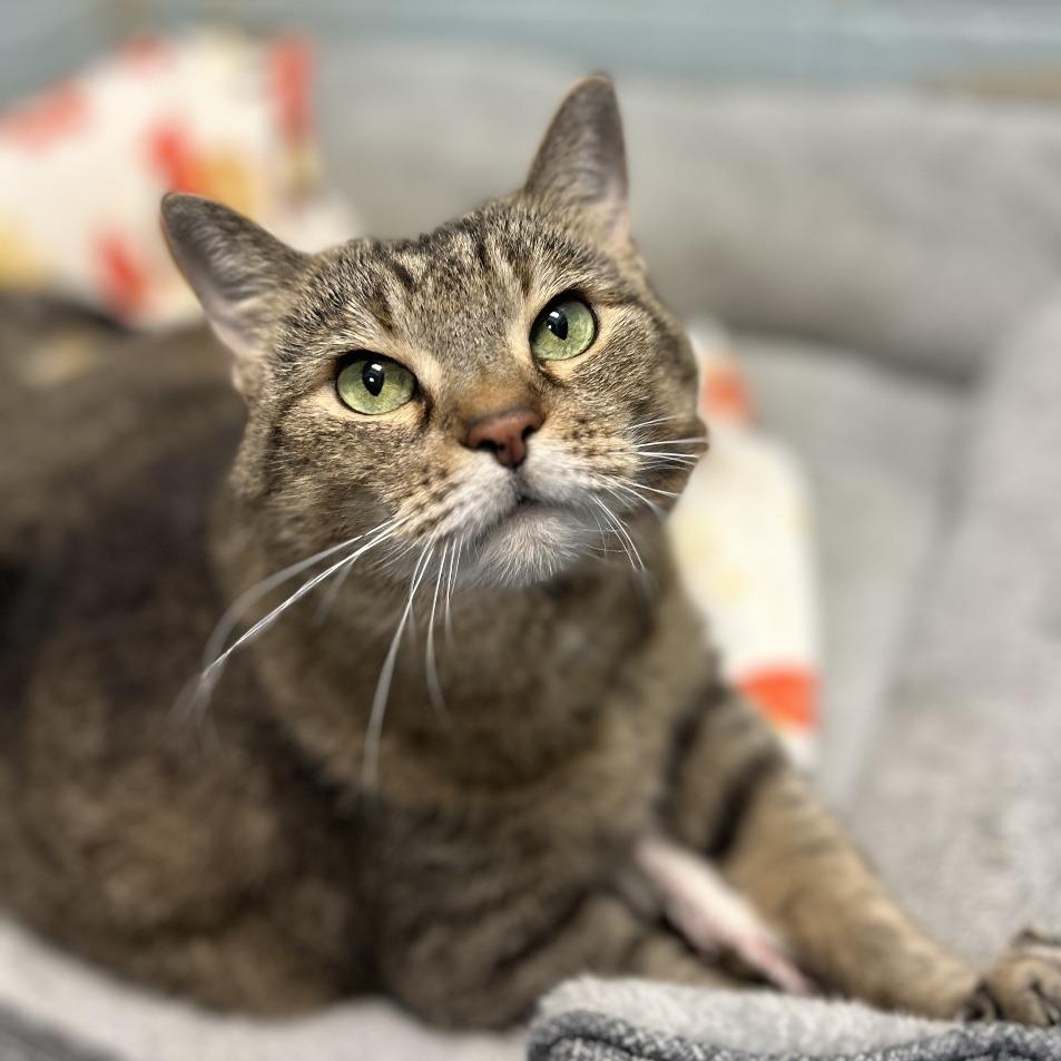 Enlarge Bandit, a Adoptable Domestic Short Hair in Huntsville, AL image 5/6