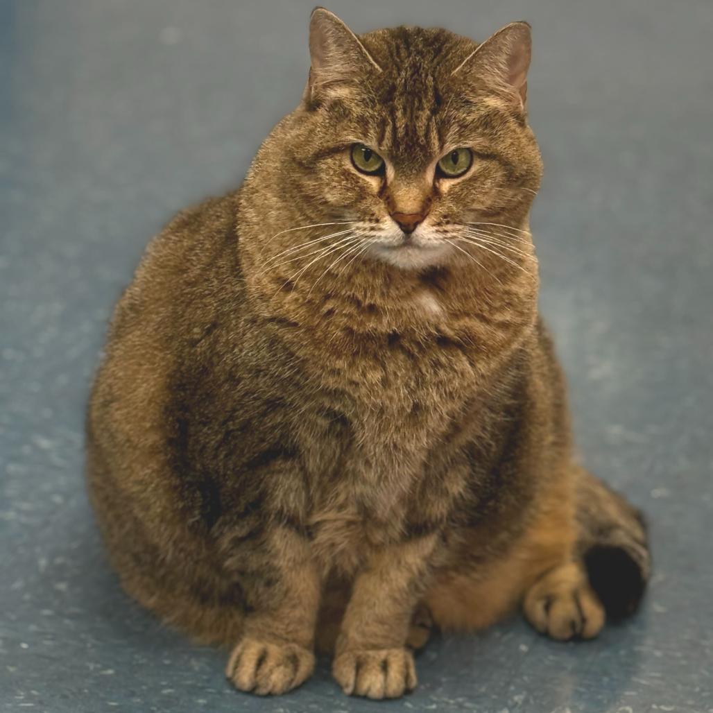 Enlarge Bandit, a Adoptable Domestic Short Hair in Huntsville, AL image 6/6