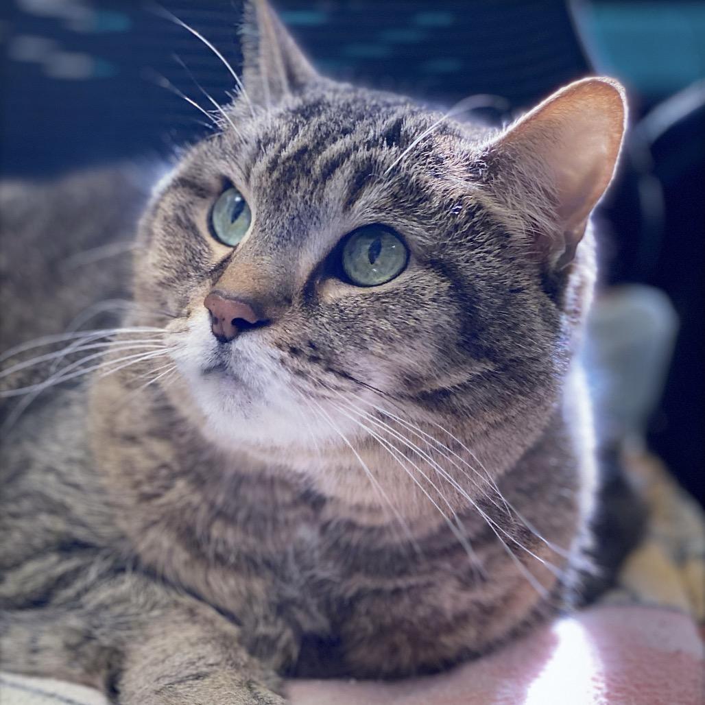 Enlarge Bandit, a Adoptable Domestic Short Hair in Huntsville, AL image 6/6