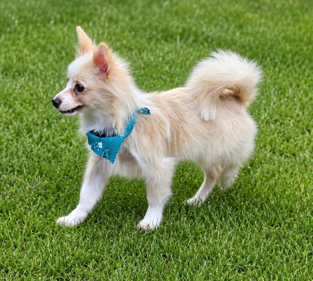 Taurus, a ADOPTABLE mixed breed in Jacksonville, FL image 2/2