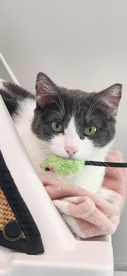 Missy, Adoptable, Adult Female Domestic Short Hair & Domestic Short Hair.